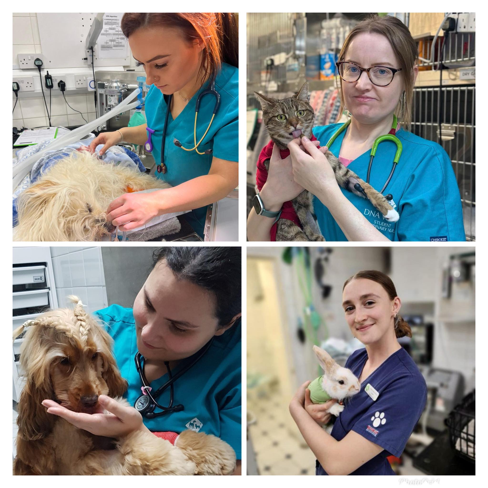 Images Streatham Hill Veterinary Surgery