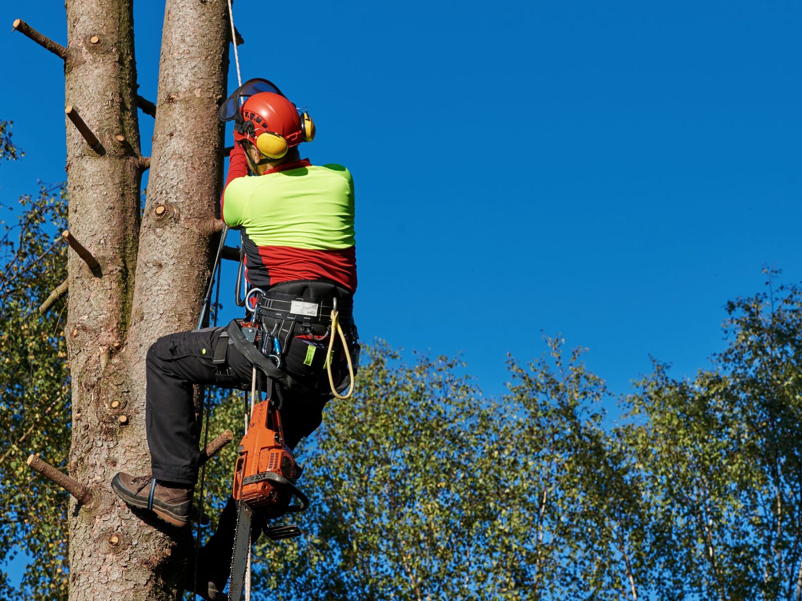 RTD Tree Care