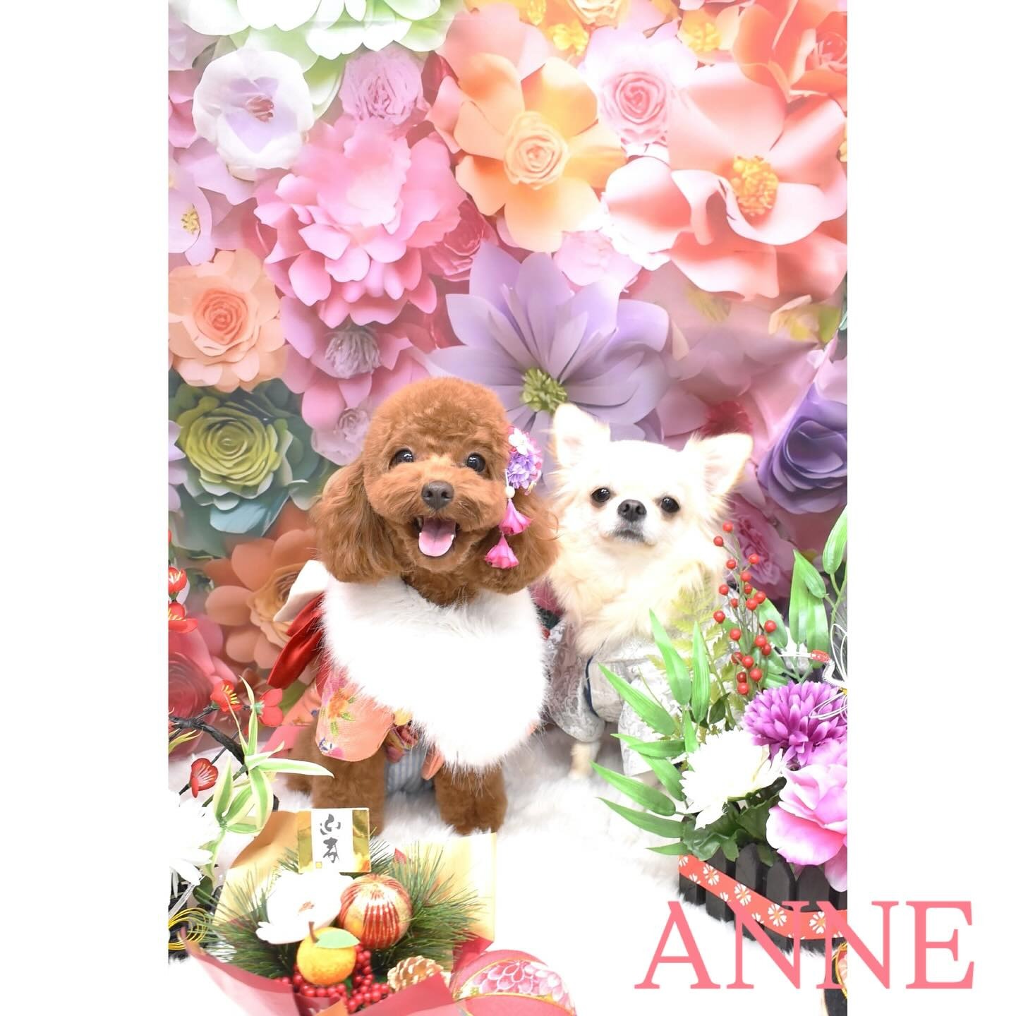 Images わんわんスタイルANNE