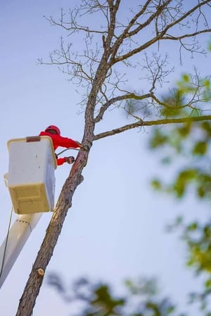 Images Blazer Tree Service