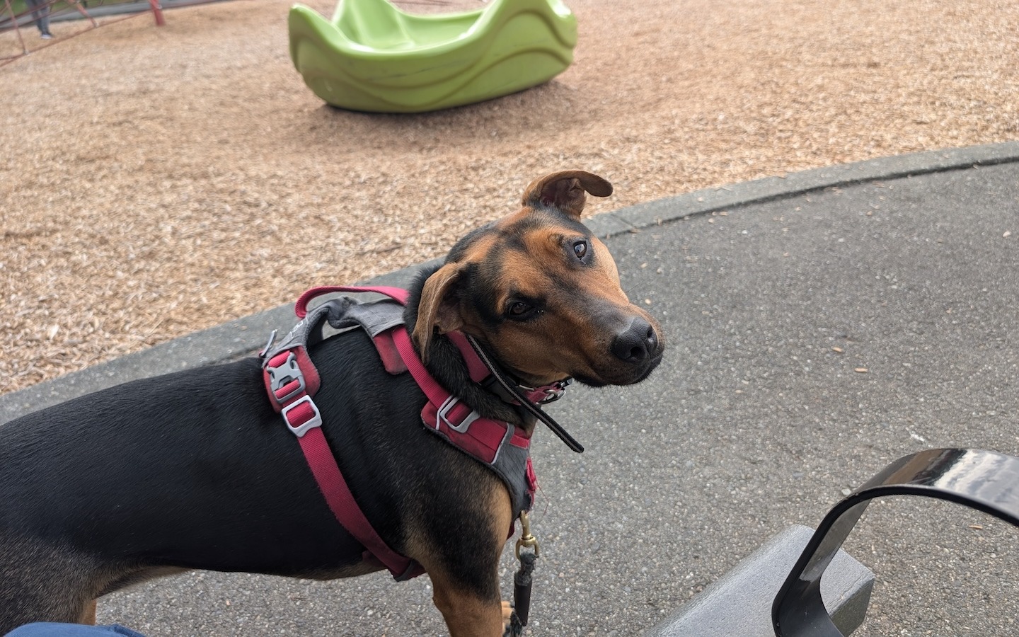Keep your furry family members safe and sound with Trupanion pet insurance! From unexpected vet bills to lifelong health coverage, Trupanion helps protect your pet’s health so you can enjoy more happy moments together.