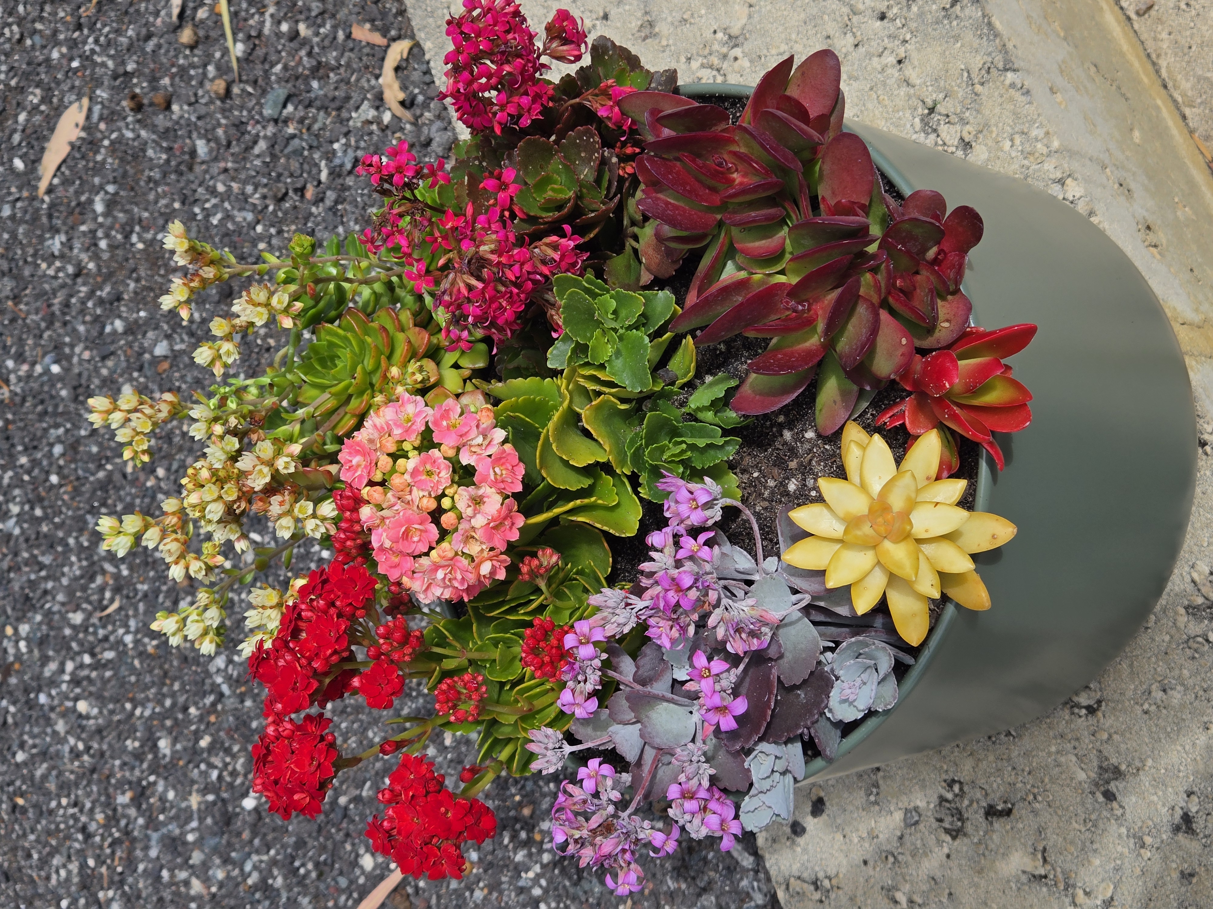 Images The Wild Bunch Florist & Living Gifts