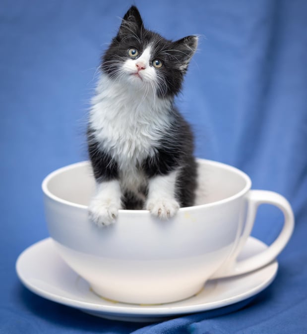 Images Pets First Veterinary Clinic