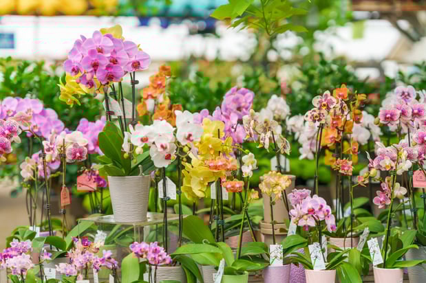 Images Mahoney's Garden Center