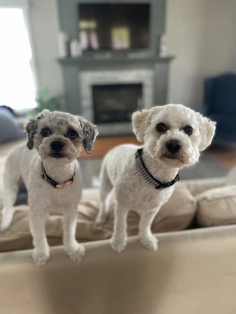 Images Cat's Diggity Dogs