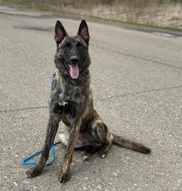 Images Unleashed K9 Of Minnesota
