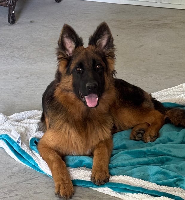 Images VanBlargan German Shepherds