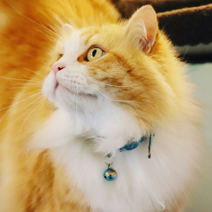 Images Paw Park Pet Resort