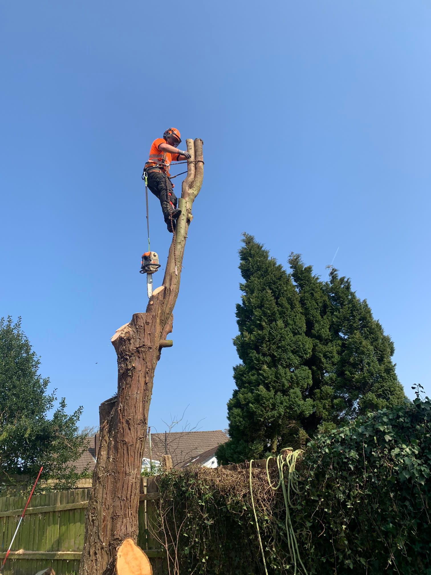 Images County Tree Services