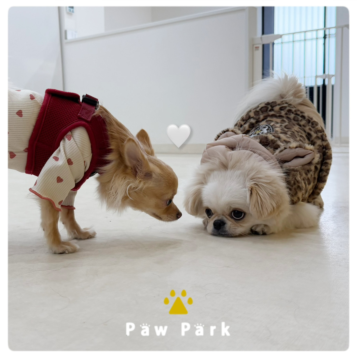 Images PawPark 犬のようちえん 高槻店
