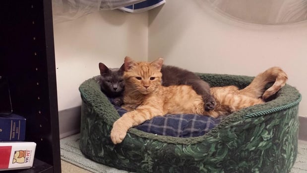 Images Crosspointe Animal Hospital