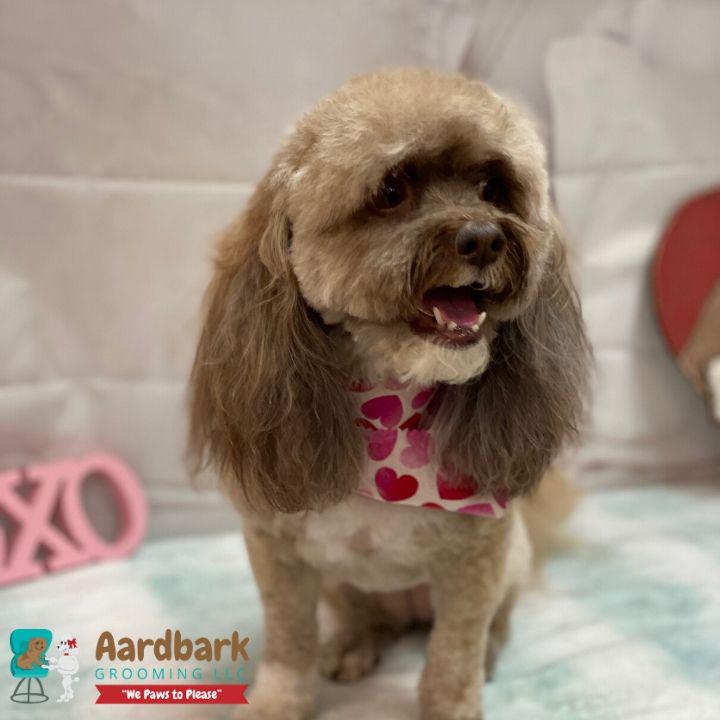 Aardbark Grooming Photo