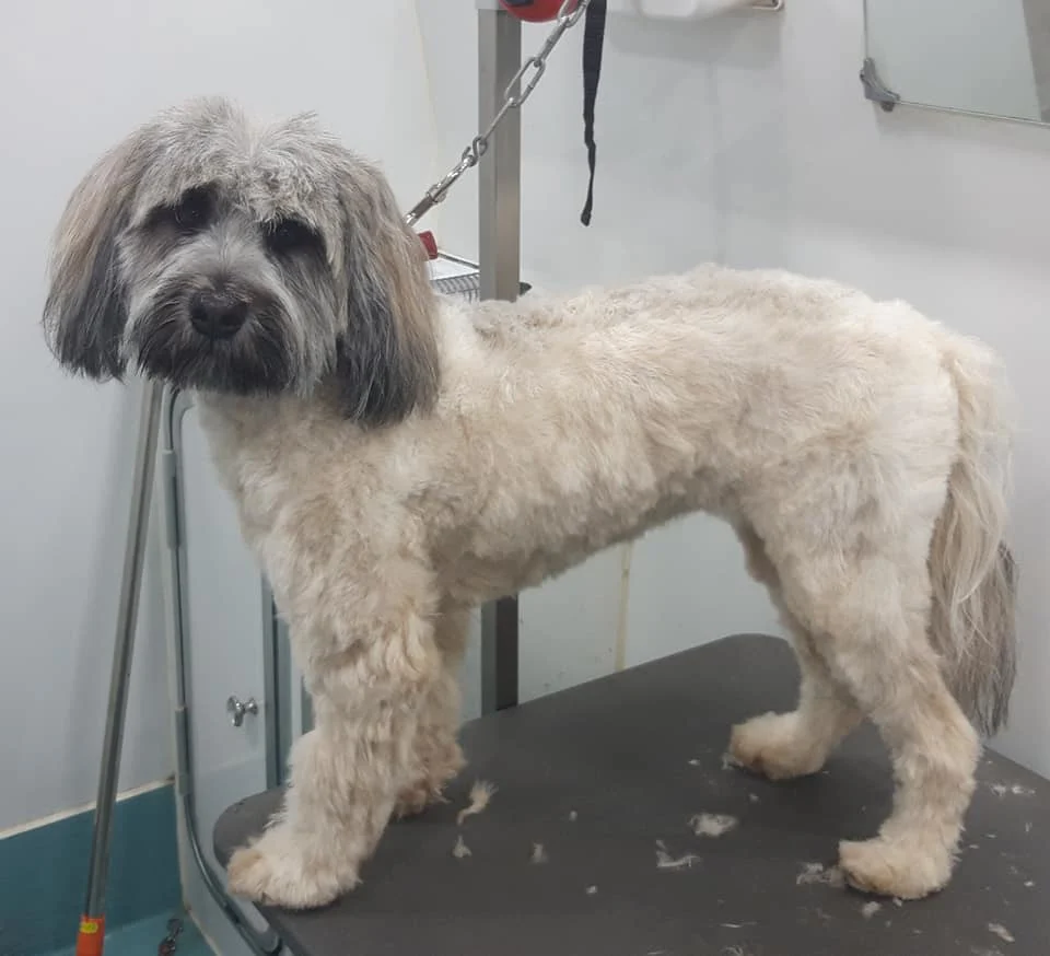 Images The Pawfectionist