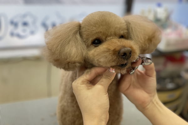 Images ペットショップ 犬の家
