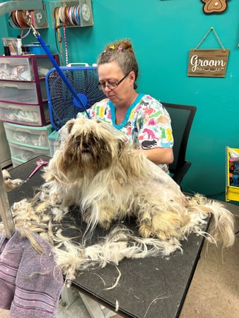 Images My Pet Groomer