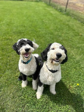 Images Leash and Love LLC