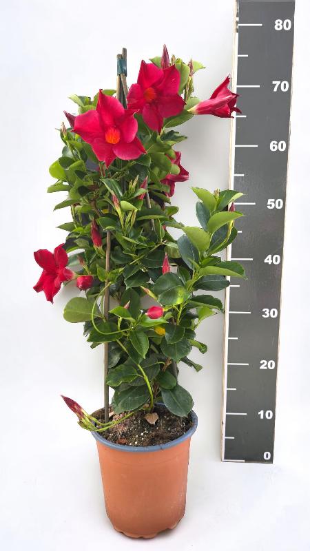 Images Barbagallo Plants