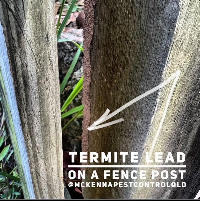 Images McKenna Pest Control (Qld) Pty Ltd