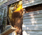 HomeSafe Honey Bee and Wildlife Removal Service Image