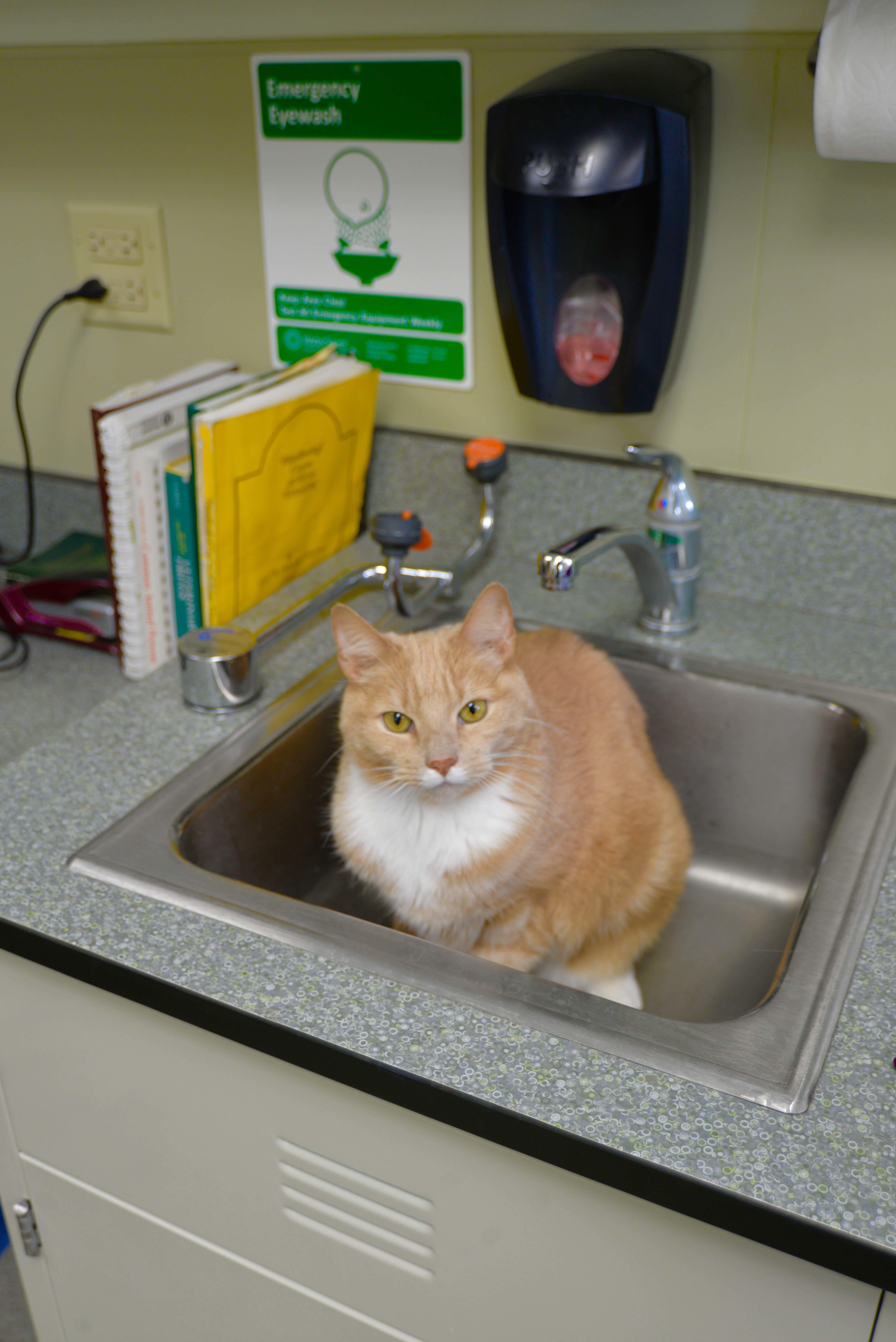 At Archer Veterinary Clinic, we work hard to minimize stress in our feline patients.