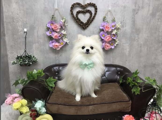 Images ペットショップ 犬の家