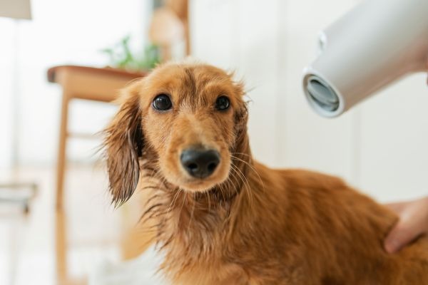 Images My Pet Dog トリミングルーム