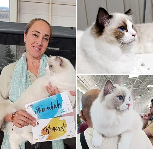 Images Ragdoll RagSweet