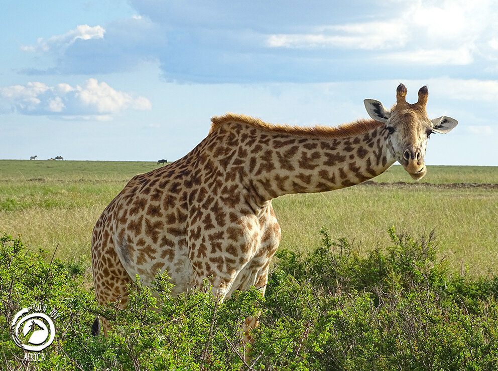 Go n joy Africa, Hönower Straße 35 in Berlin