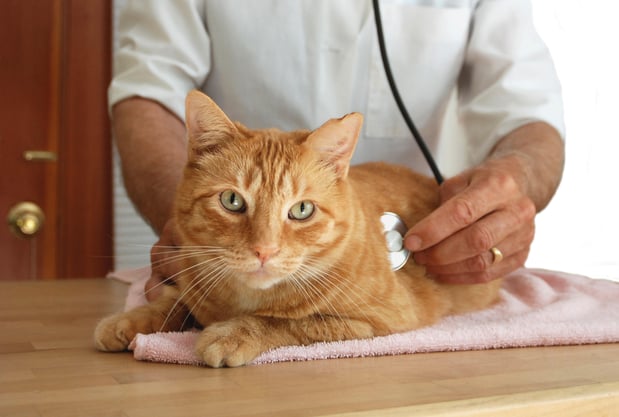 Images Banfield Pet Hospital