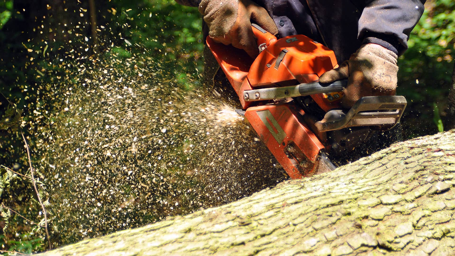 Bild 2 Baumpflege Eifler in Mülheim-Kärlich