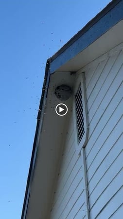 Images Candor Pest Control