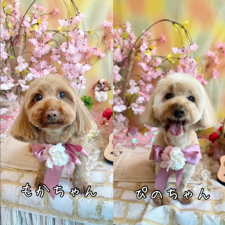 Images dog salon buku2