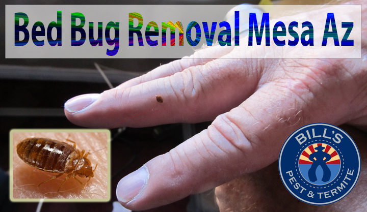 Bills Pest Termite Control Mesa Az Image