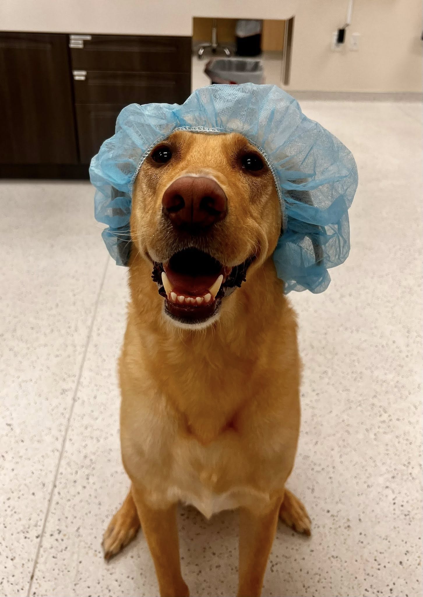 CityVet | Providence dog patient, ready for surgery!
