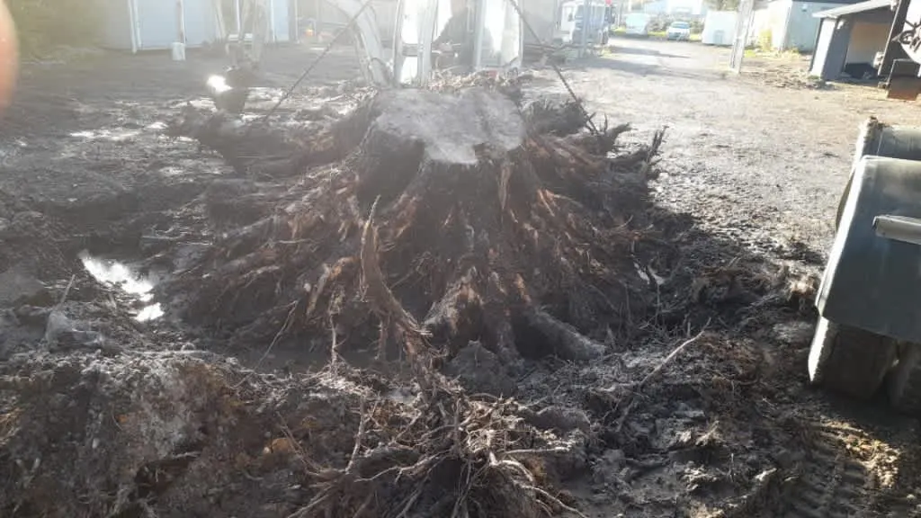 Images P.G.Dunn Tree & Landscaping Ltd