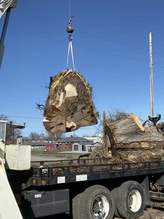 Images Allegiance Tree Service