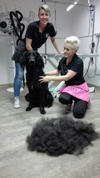 Fellness Studio - Tierfriseur | Tierpflege & Tiernahrung, Dr. Karl- Steiner-Straße 31 in Wattens