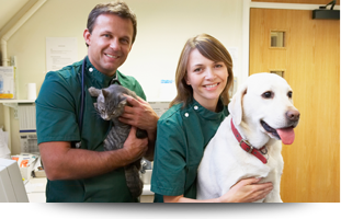 Images Veterinary Associates