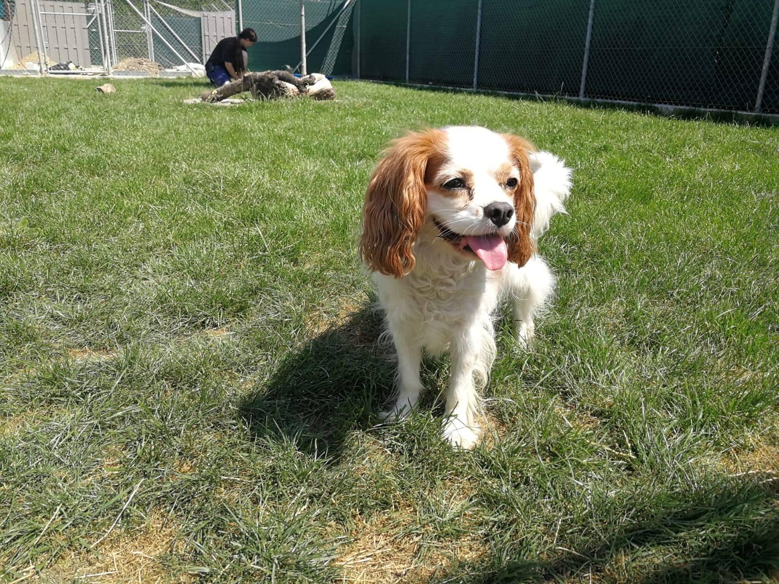 Tierhotel 5 Stern, Grienackerweg 3 in Niedergösgen