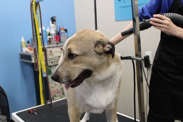 Images Feeders Pet Supply Pet Wash & Grooming