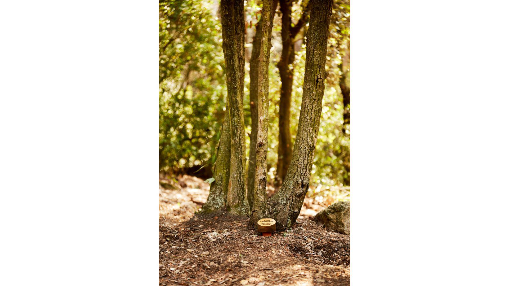 Cementiri Comarcal Roques Blanques 41