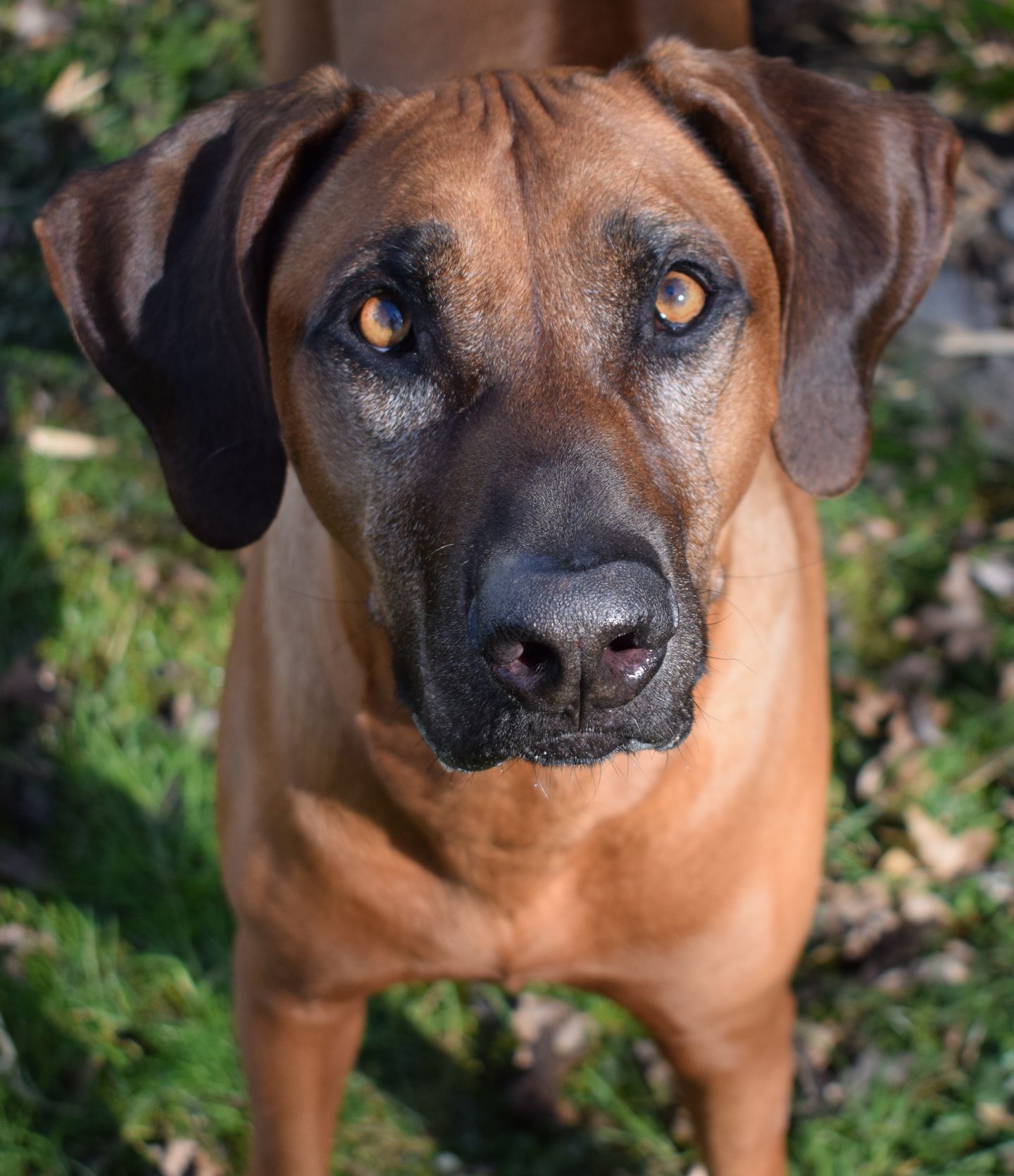 PAWtner Hundetraining Sabrina Rösch, Am Tiefenbach 10 in Ilsfeld