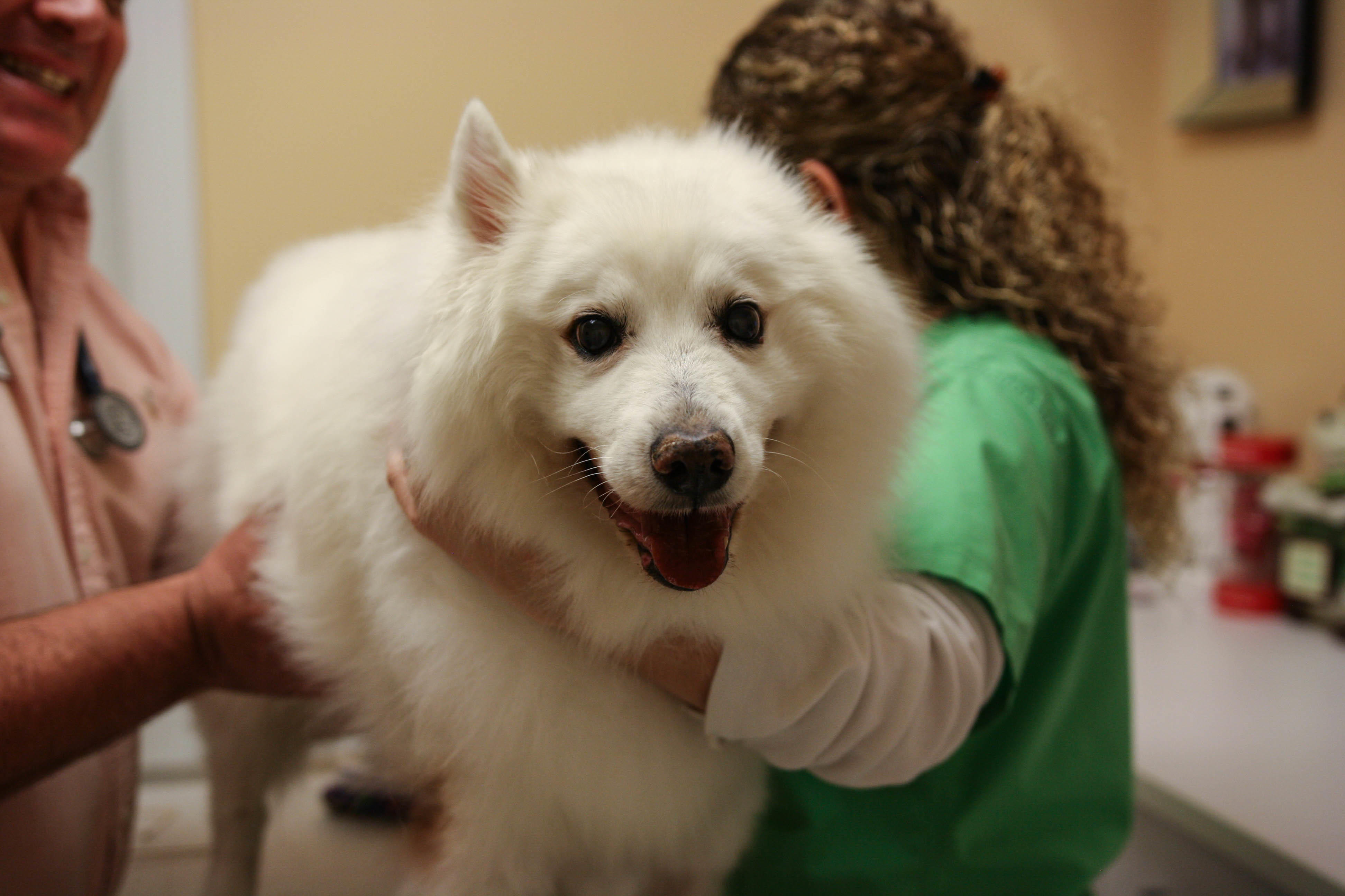 A healthy pet is a happy pet. Calusa Veterinary Center Boca Raton (561)999-3000