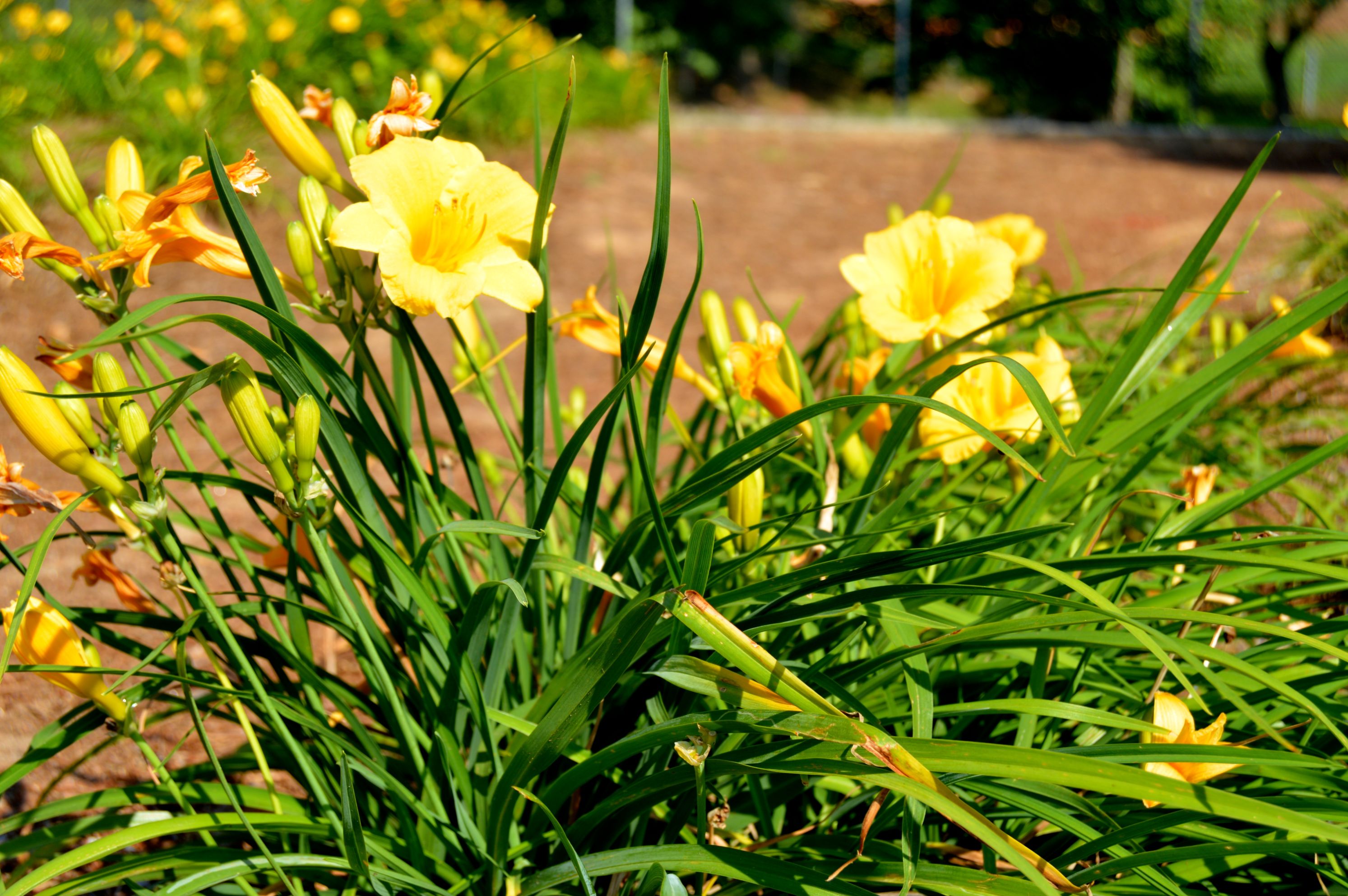 University Garden Photo