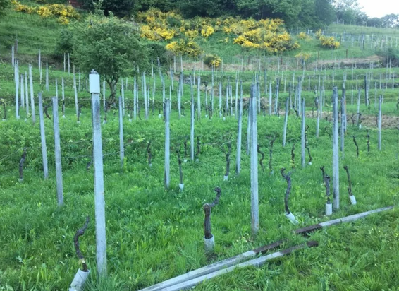 Bilder Biava Mattia - Giardiniere paesaggista