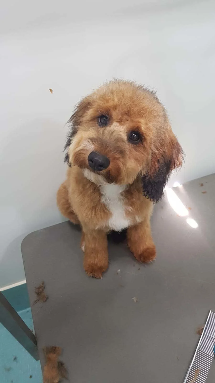 Images The Pawfectionist