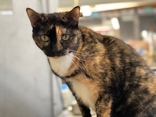 Images Melrose La Brea Animal Hospital