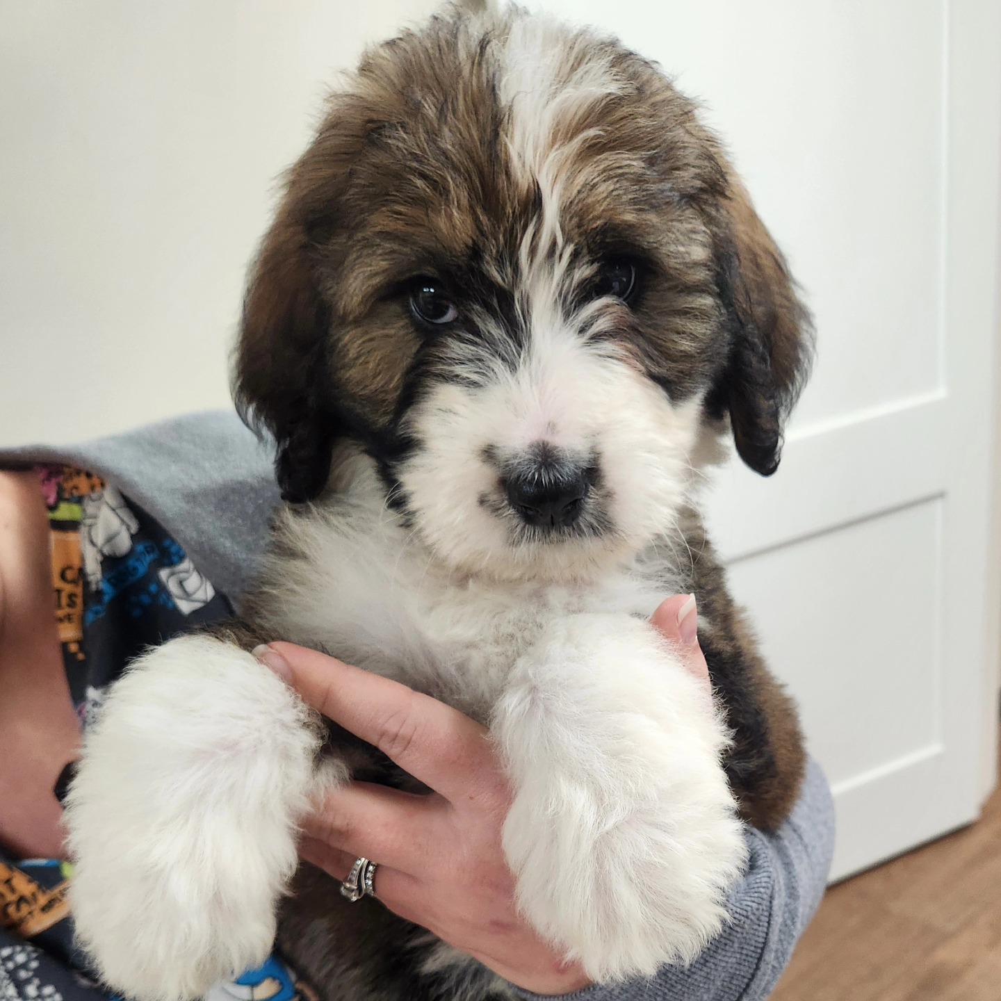 Gregory Veterinary Clinic – Adorable Fluffy Puppy Visit