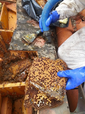 Images D-Tek Live Bee Removal