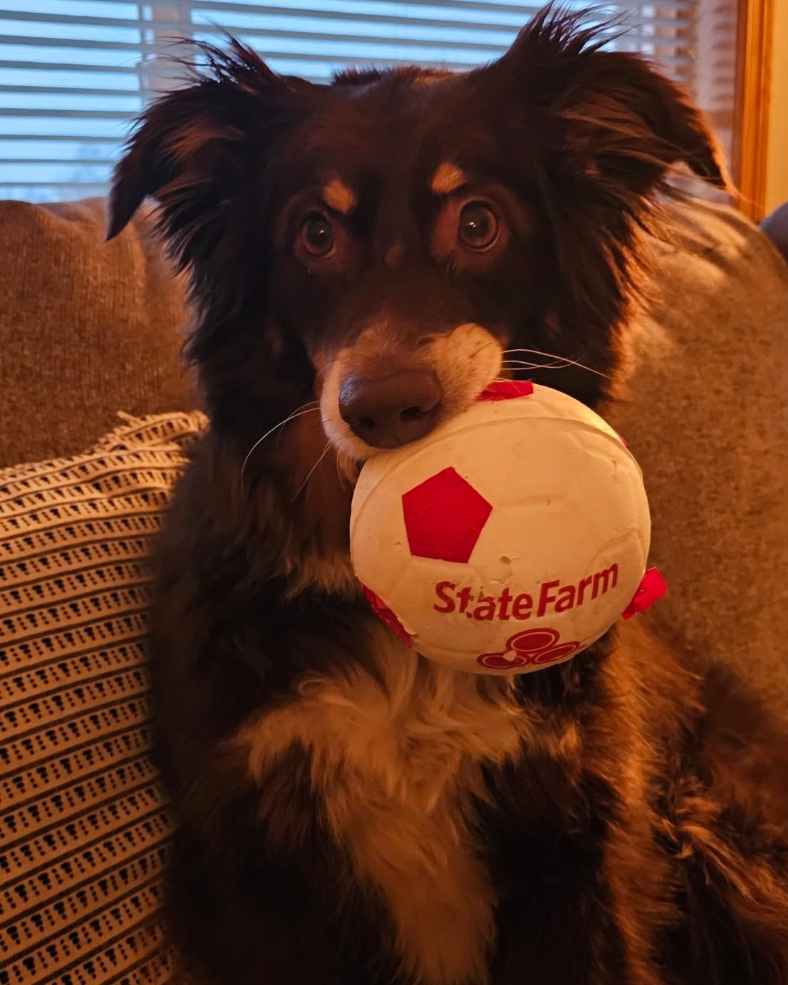 Happy National Dog Day! Today we're celebrating the furry coworkers who bring so much joy, laughter, and wagging tails to our team. Say hello to these adorable pups who make our days a little brighter!